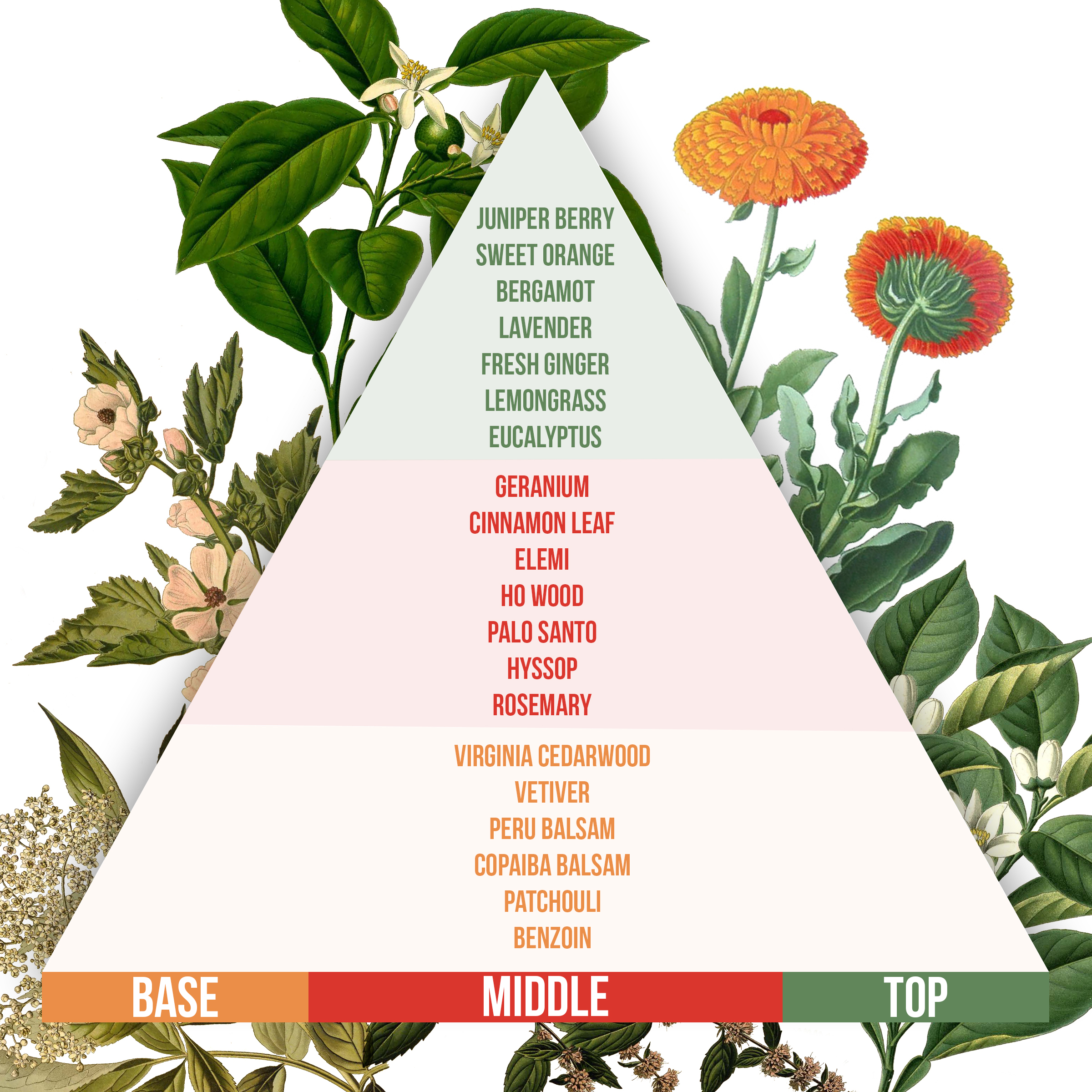 Essential Oil Notes Chart