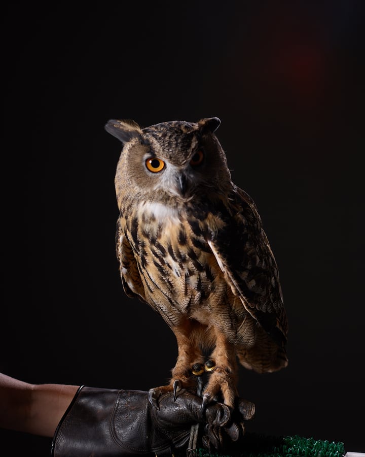 Owl standing on a human arm