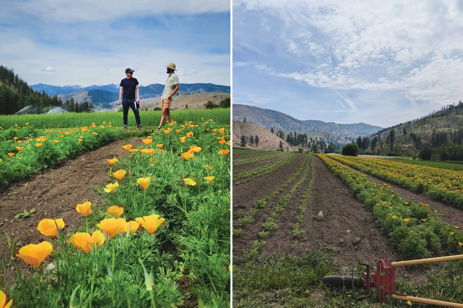 Two photos side by side of California poppy fields growing in Eastern Washington. The photo on the left has two farmers talking among the flowers. The right photo shows the fields with mountains in the background.