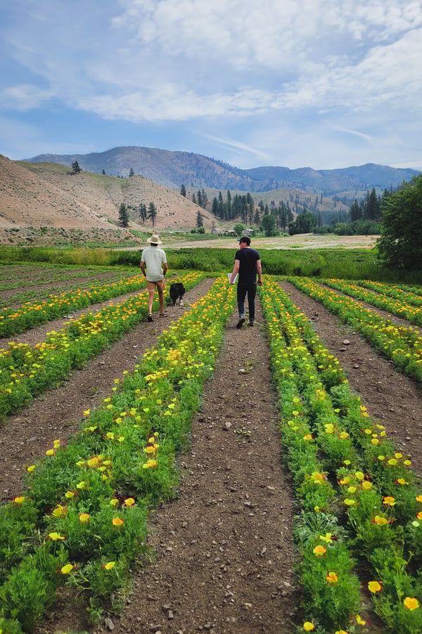 California poppy fields growing in Eastern Washington. Two farmers walking down a rows of flowers towards the mountains in the background.