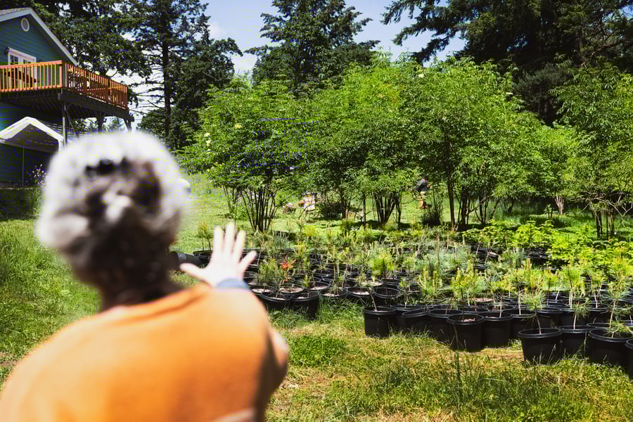 Rose High Bear stands out of focus in the left corner of the image and is pointing to a field of baby potted ponderosa pines waiting to be planted at Elderberry Wisdom Farm in Salem, Oregon.