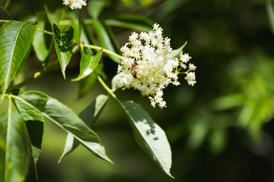A bee lands on elder flowers at Elderberry Wisdom Farm in Salem, Oregon. The photo is dark green with a bright bunch of elder flowers in the center with a bee on them.