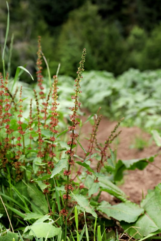 Early blooms of holy basil lining a path on an organic farm in Oregon. 
