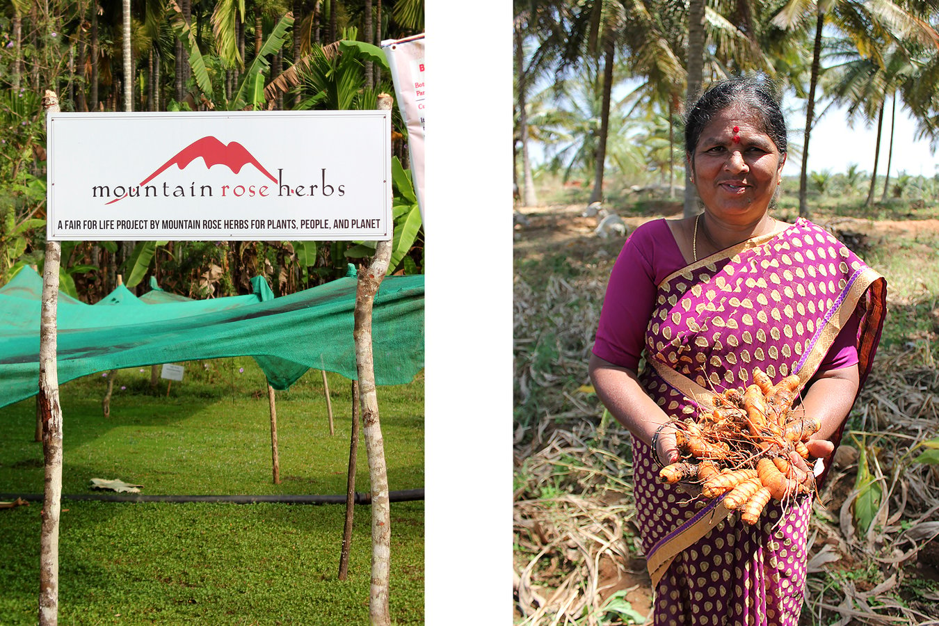 Mountain Rose Herbs Fair for Life project sign and woman in India holding turmeric root