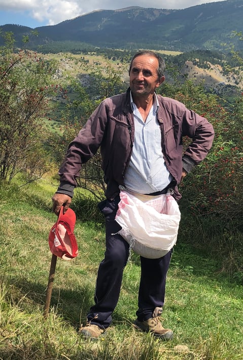 Albania farmer Misir pauses from harvesting rosehips in the countryside.