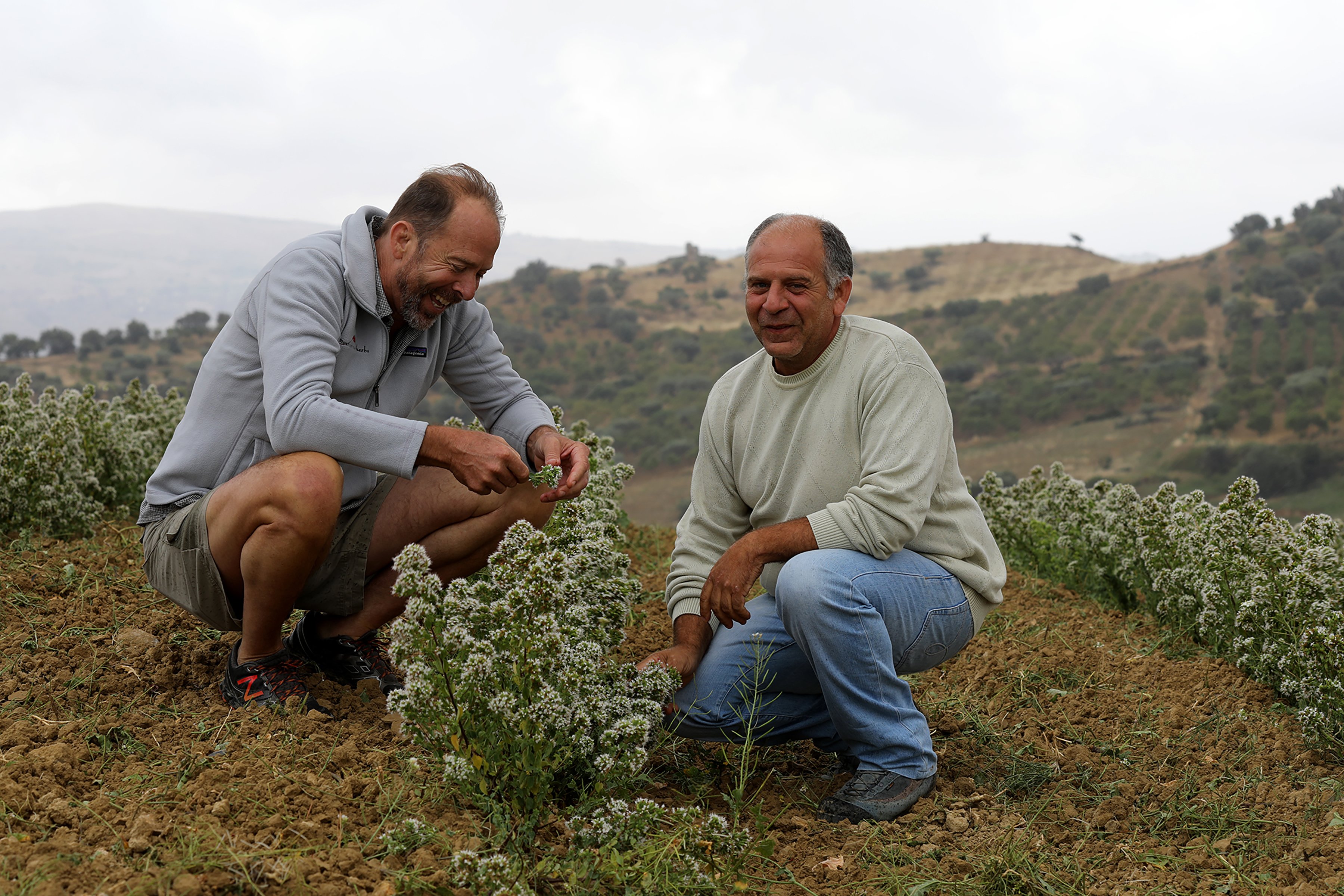 Sicilian farmers crouching in their rows of flowering oregano. Dressed for cold weather and happily smiling while inspecting their crop.