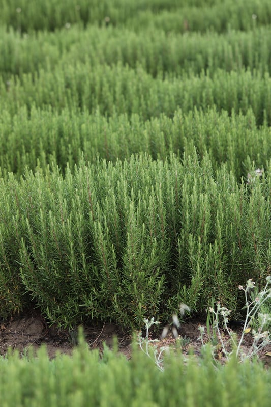 A field of rosemary growing lush and green in the hills of Sicily. 