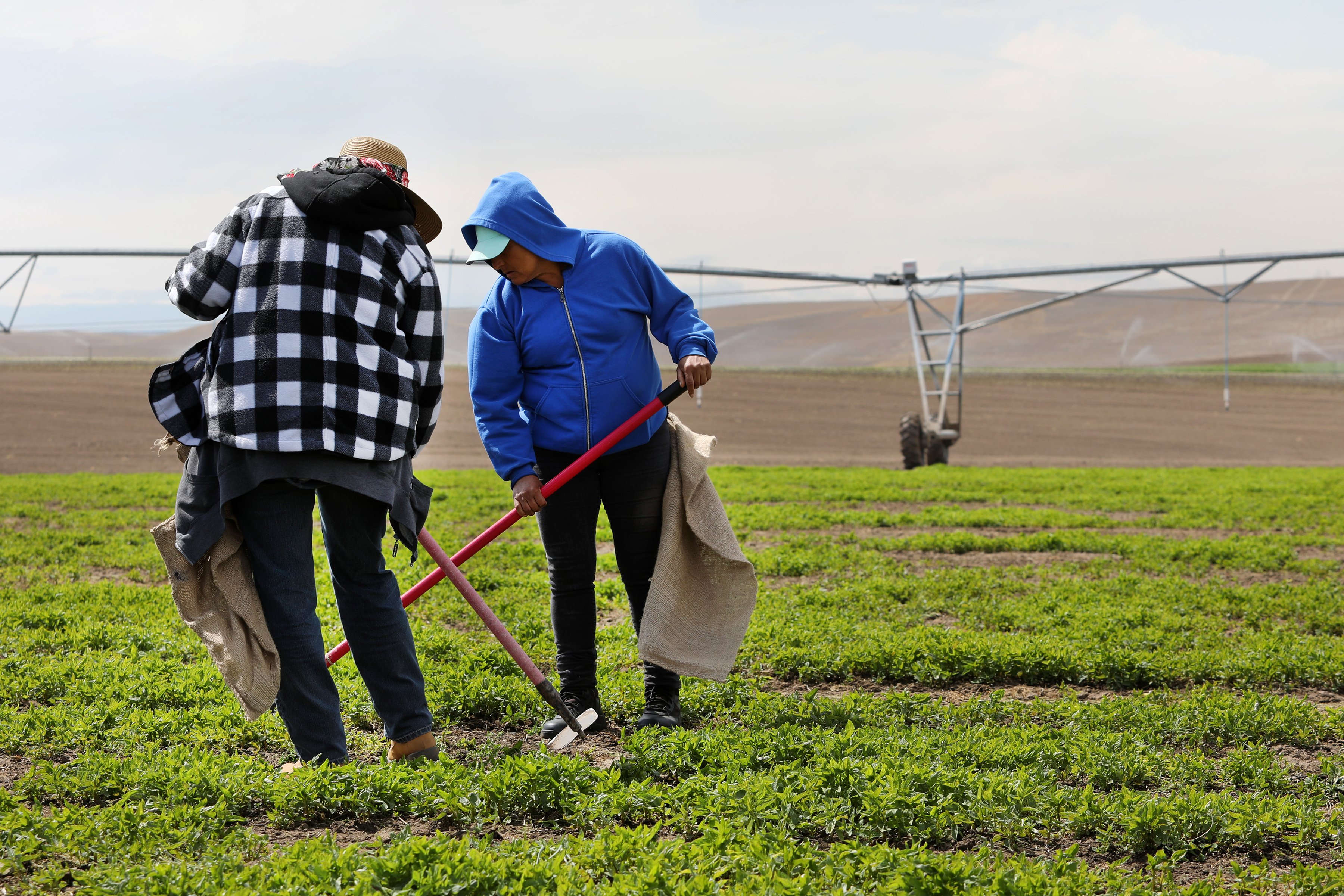 Two people working in the field of a farm with irrigation in the background. 