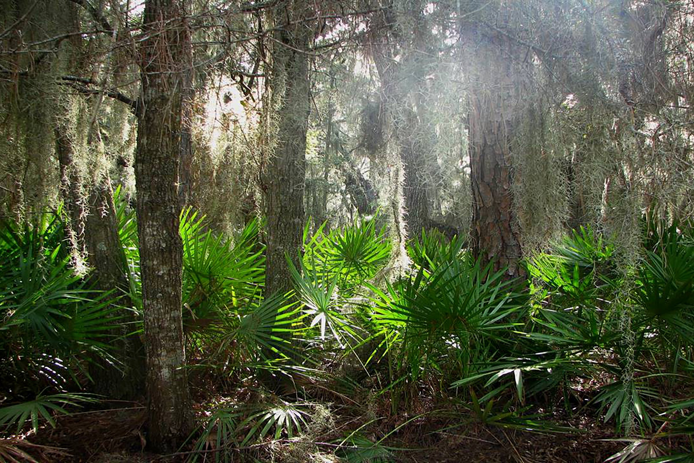 Forest in southern Appalachia with saw palmetto plants and moss covered trees.