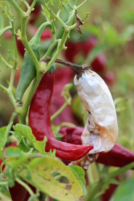 Healthy red chili next to a dried out ghost pod pepper still attached to the plant.