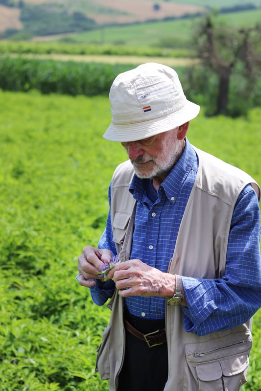 White bearded gentleman holding blooming passionflower in Italian field