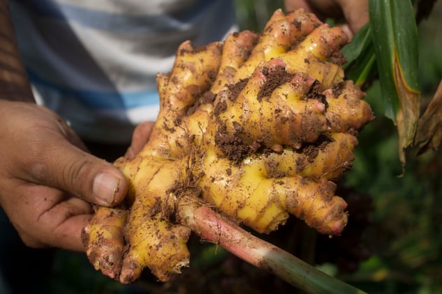Peruvian farmer handles fresh ginger on the farm, close-up photo of ginger root