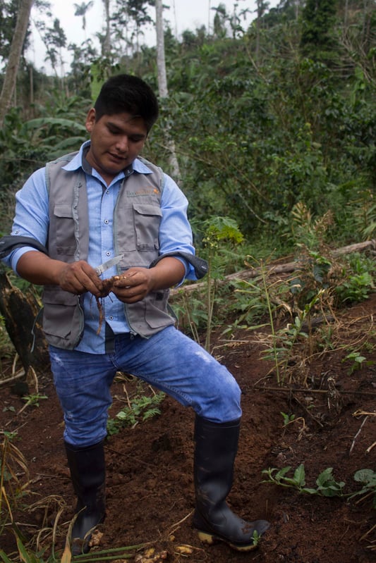 Ginger farmer in Peru examining freshly harvested ginger in the field