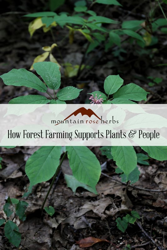 Pinterest Pin for How Forest Farming Support Plants & People in Appalachia. Features ginseng leaf.