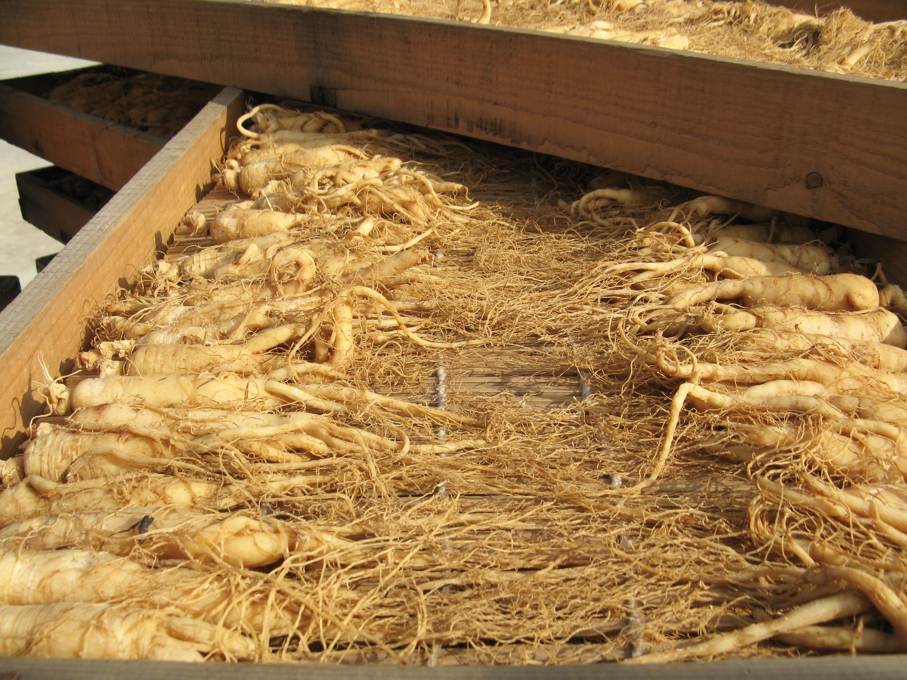 Ginseng roots laying out on wooden board in China for steaming into red ginseng