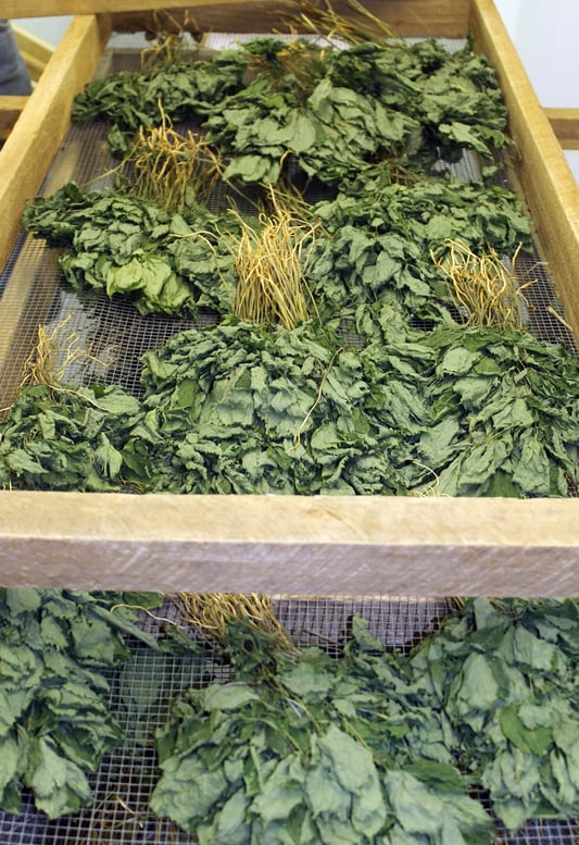 Forest-grown American ginseng leaves drying after harvest on wooden bed
