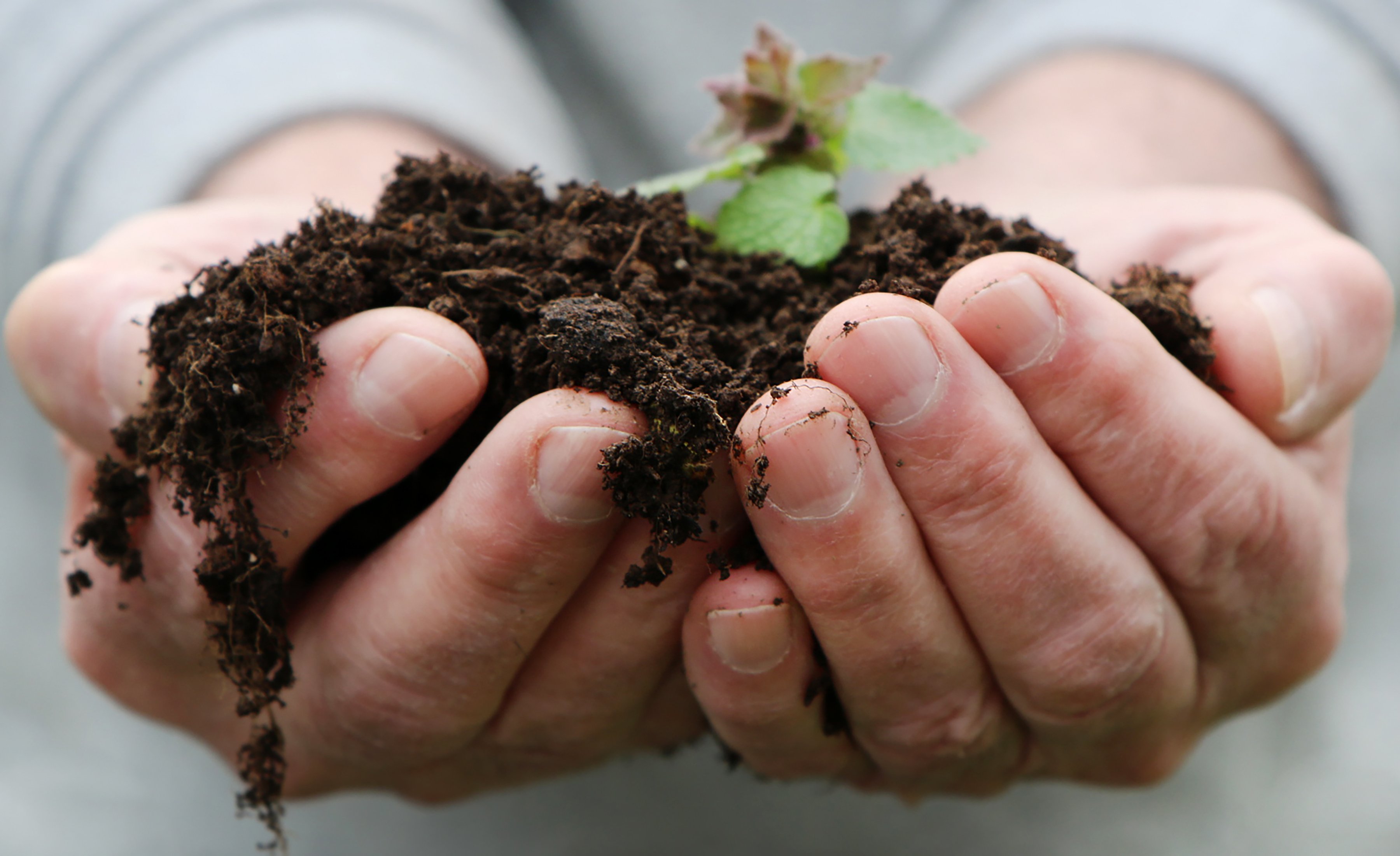 Hands holding a clump of healthy soil to transplant new growth as a part of company sustainability practices.