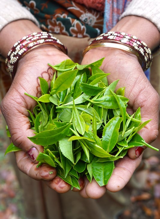 Hands making an offering holding tea leaves in India