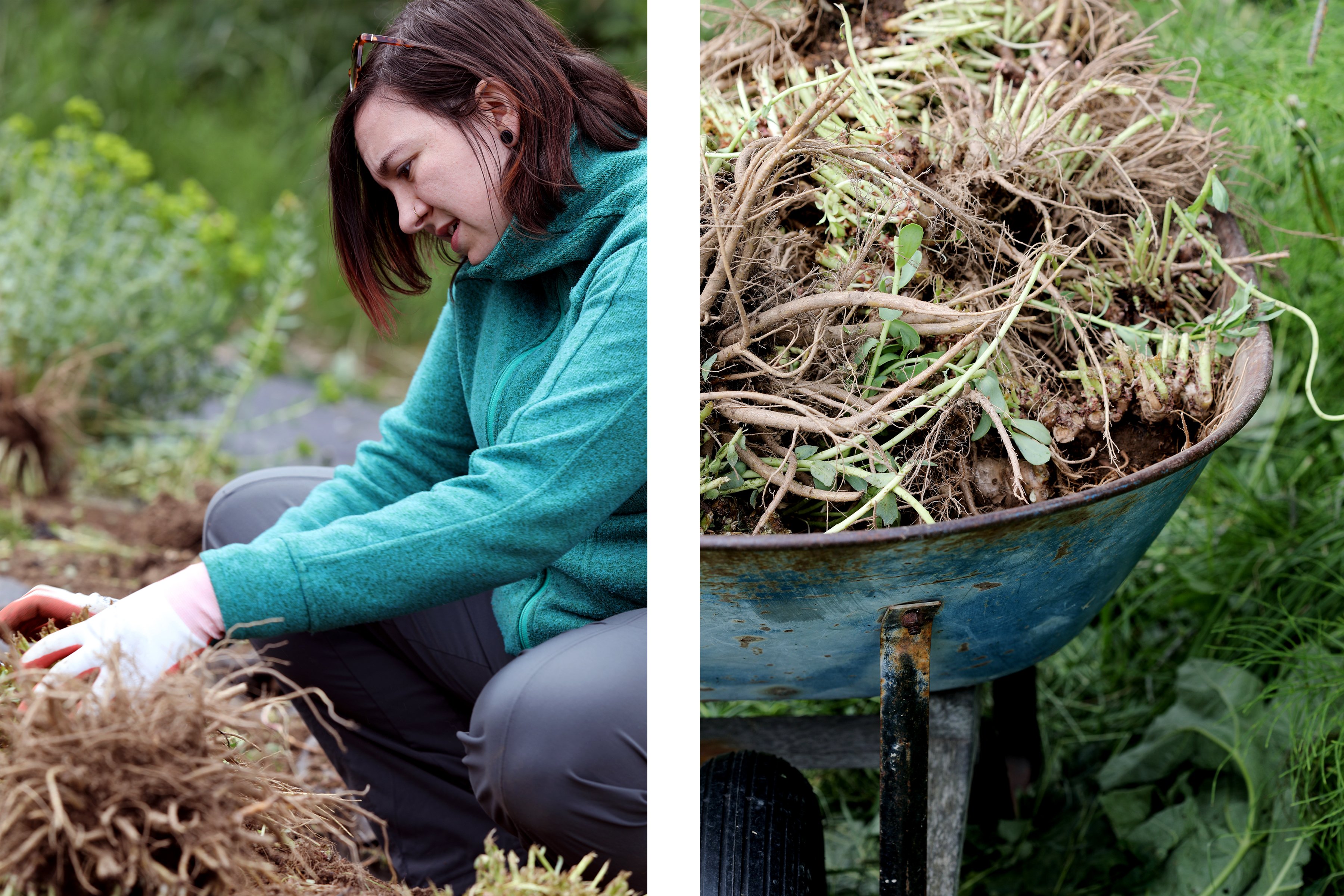 Woman harvesting plant roots by hand alongside another photo of a rustic wheelbarrow filled with roots. 