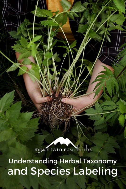 Botanists need to use the entire plant in order to properly identify  the species. Plants which are flowering are the best in order to accurately identify a plant. This plant is valerian, commonly harvested for its roots. 