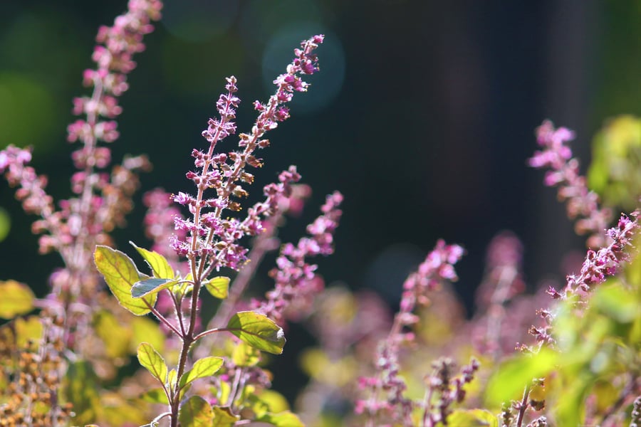 Tulsi