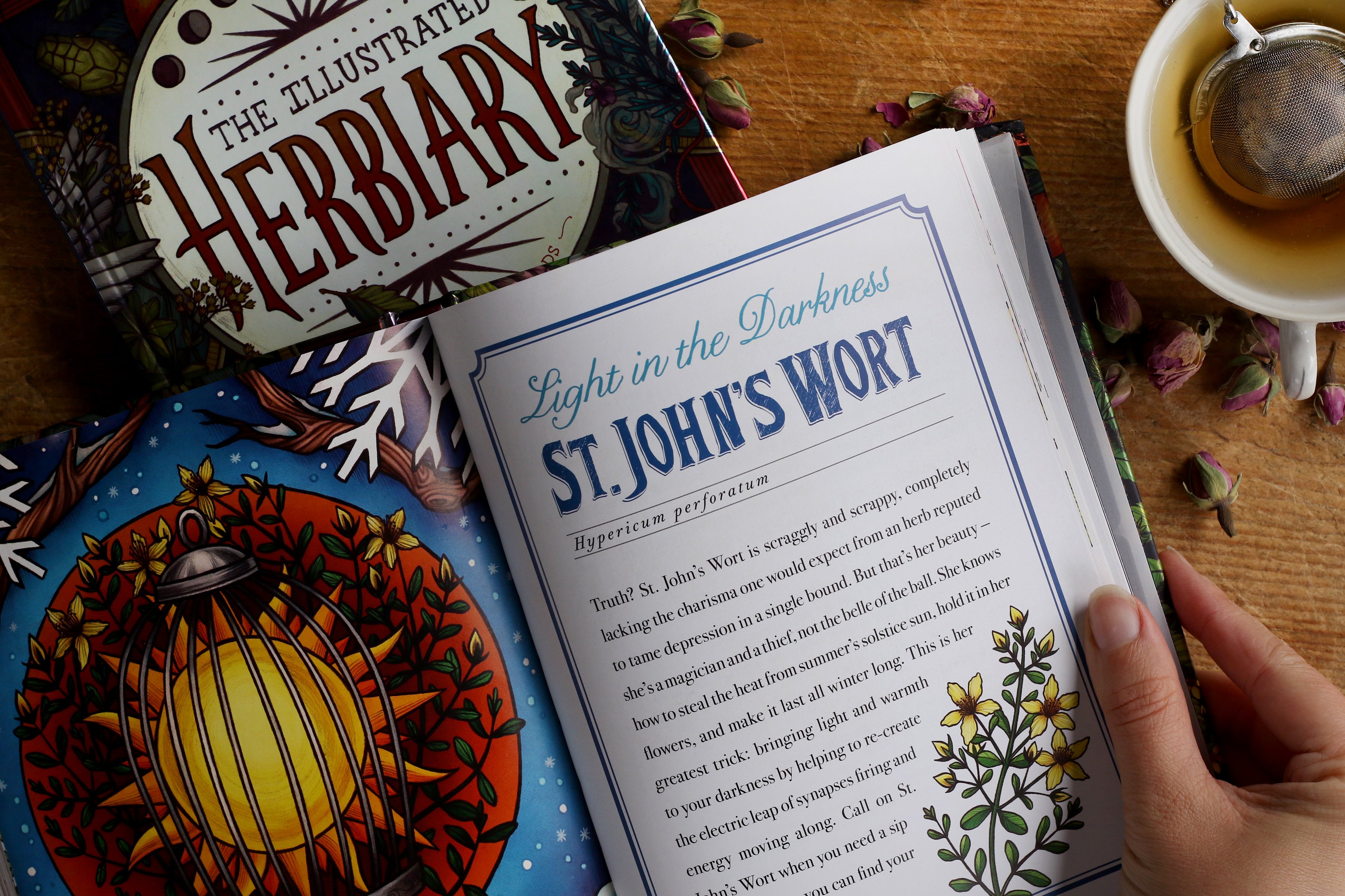 Excerpt from The Illustrated Herbiary by Maia Toll shows illustrations of St John's Wort with descriptions of traditional use. 