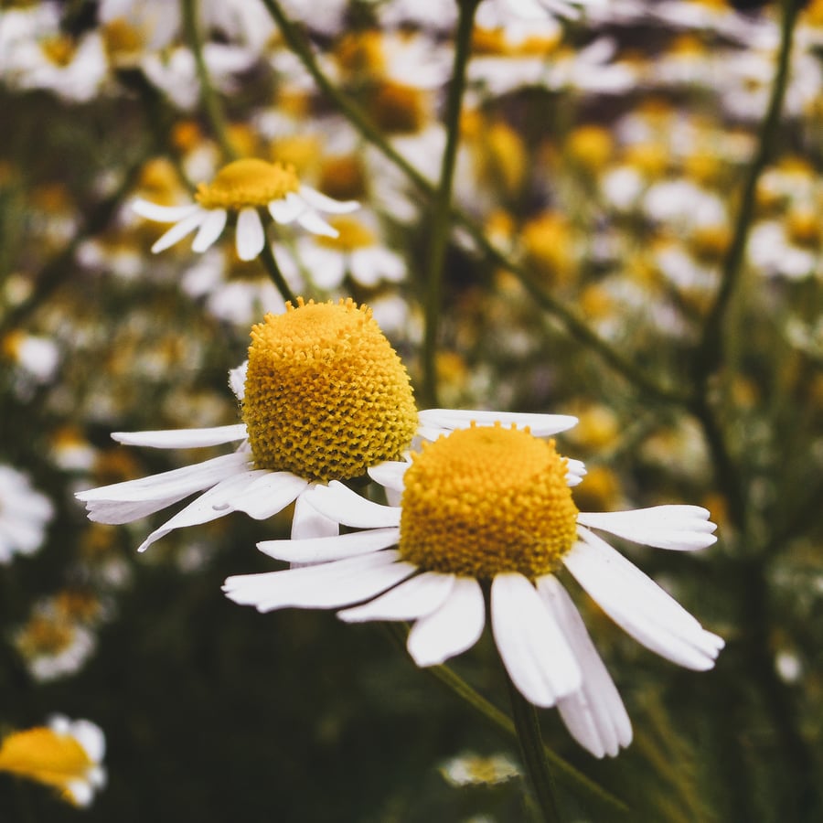 Herbs for Burnout - Chamomile