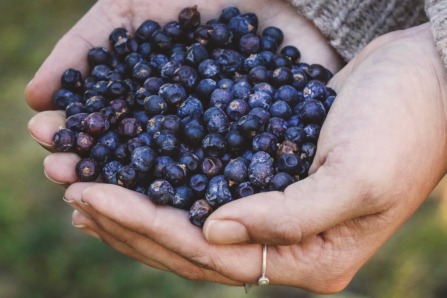 Two hands holding dried juniper berries. The hands have silver rings on the fingers.