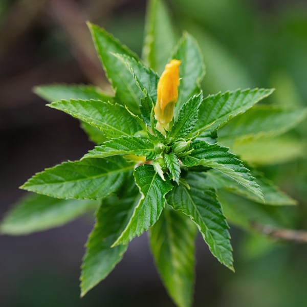 Herbs for Going Inward_Damiana_AdobeStock_460571479