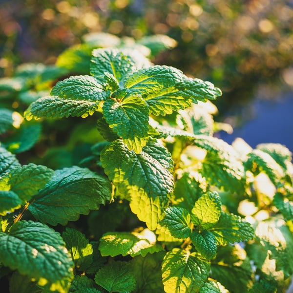 Herbs for Going Inward_Lemon Balm