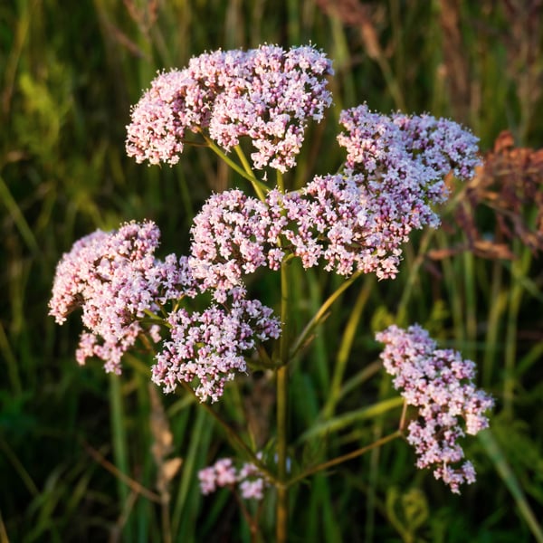 Herbs for Going Inward_Valerian_AdobeStock_379013606