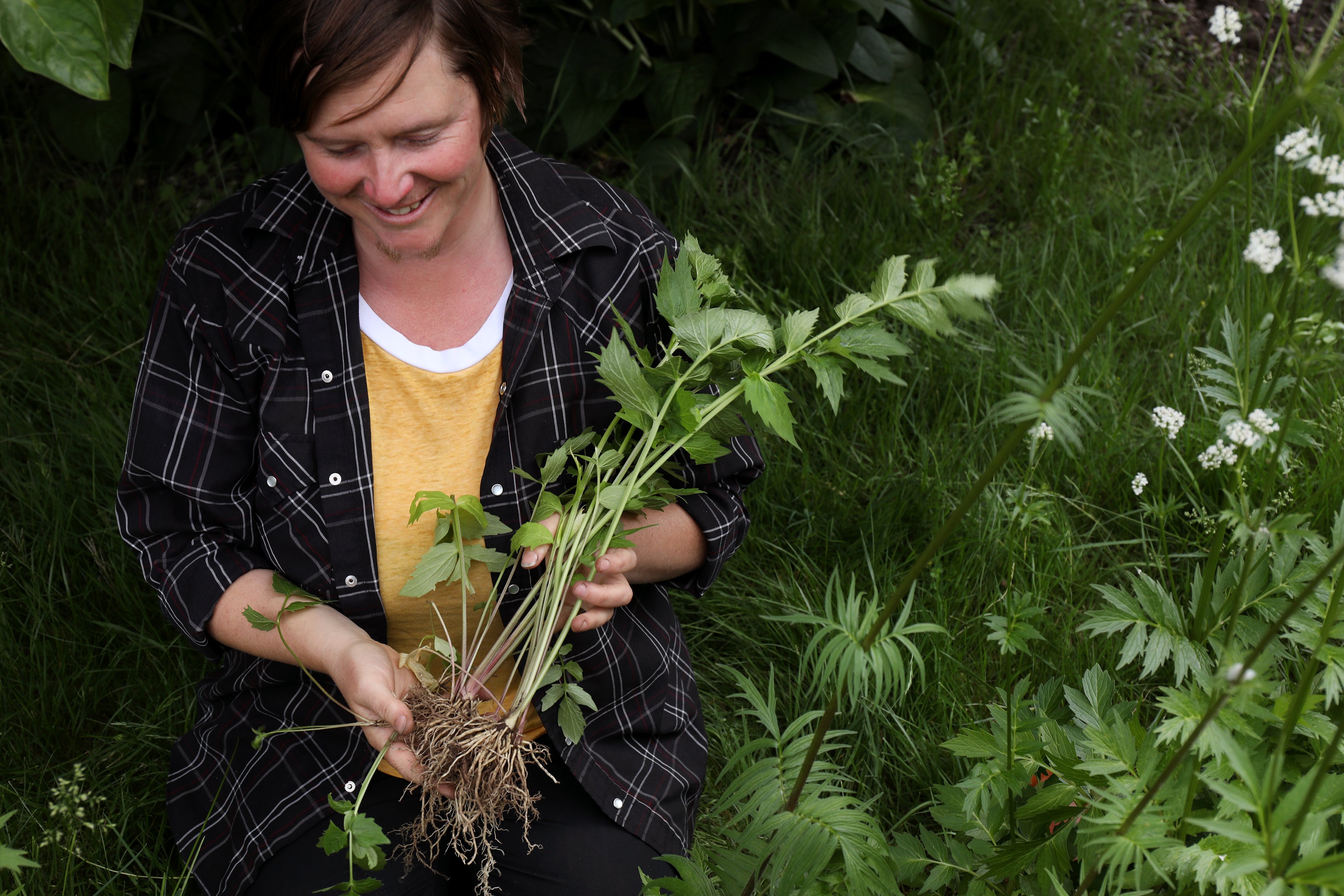 Plant biologist, Heron Brae, identifies botanicals for Mountain Rose Herbs to keep in their herb library for reference material. Here she harvests wild valerian after correctly identifying the species. 