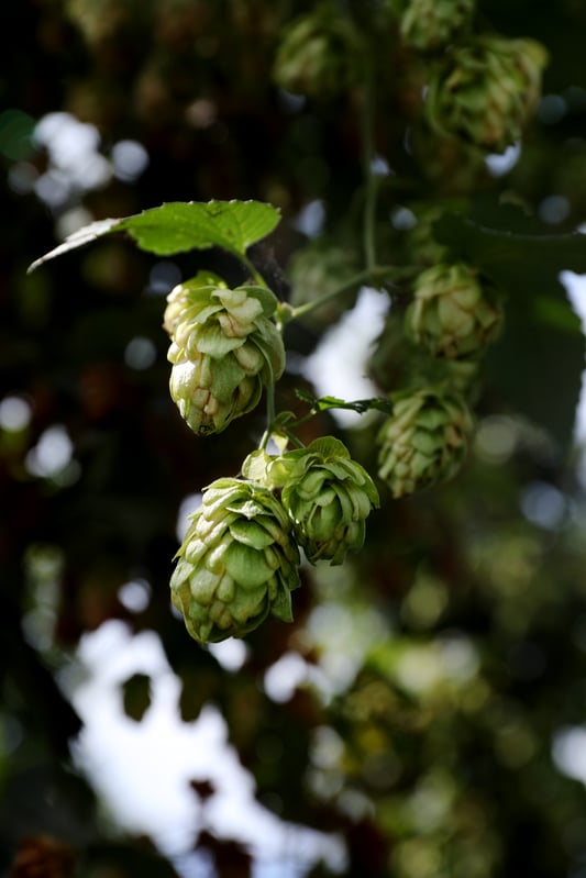 Fresh, ripe hop flowers growing on a vine in a field.