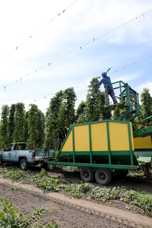 Man stands mounted above a farm harvesting trailer being pulled by a pickup, harvesting hop vines with a machete.