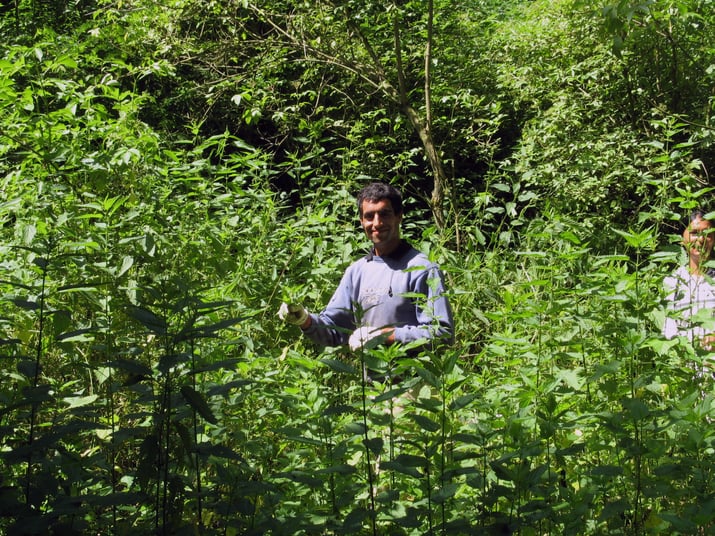 Hungarian farmer picks fresh stinging nettle in the forest