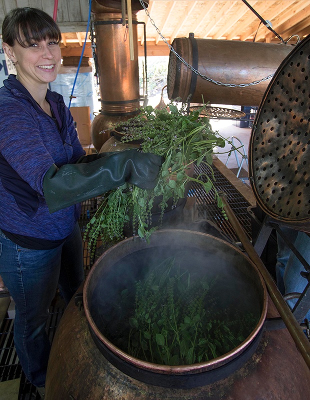 Aromatherapist prepping hydrosol distiller 