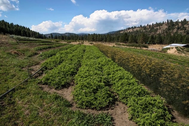 View of horizon and rolling hills on a small Pacific Northwest Farm