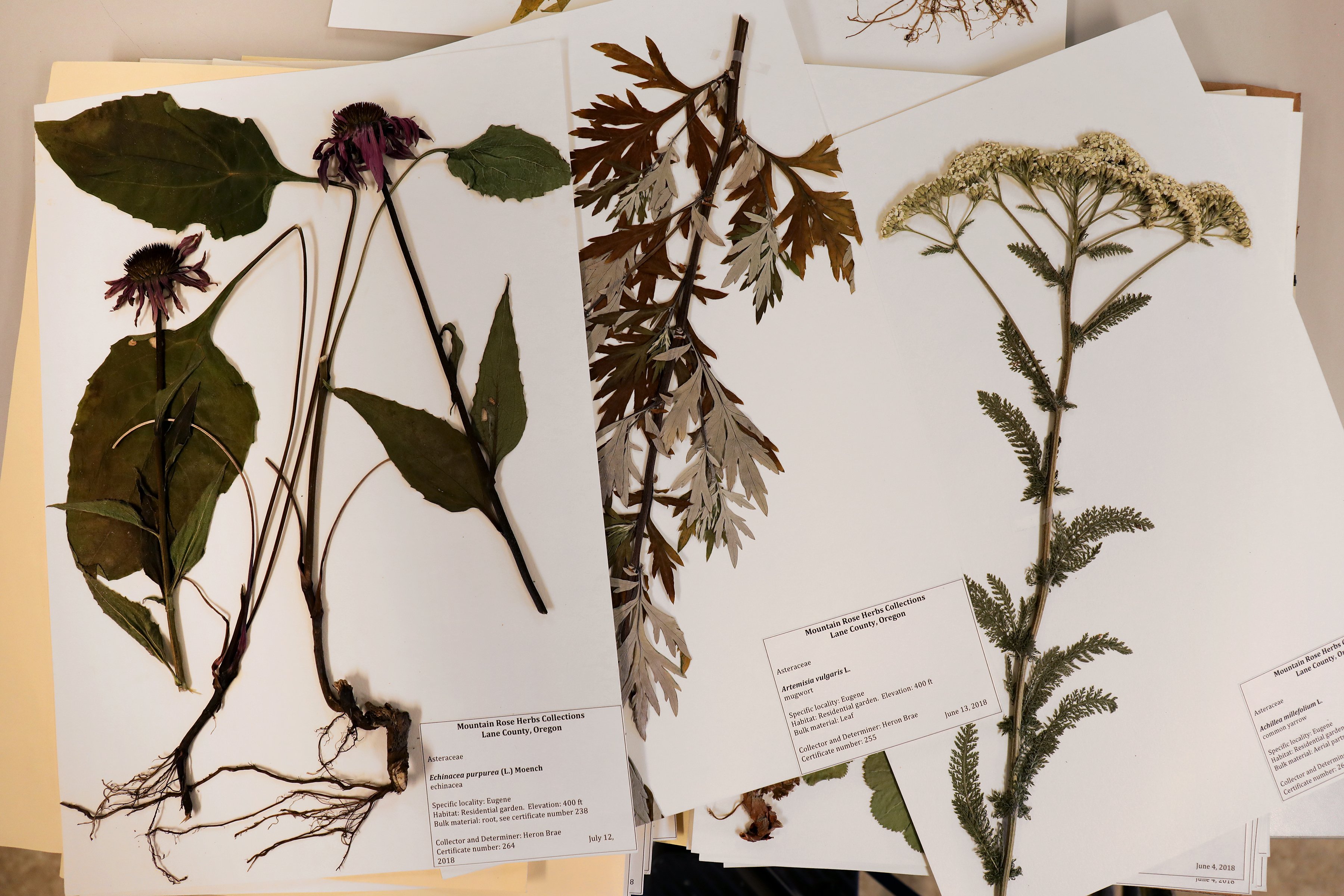 Echinacea, mugwort, and yarrow reference samples which were collected by botanist Heron Brae to be kept in Mountain Rose Herb's library as reference samples to compare with incoming fresh material. 