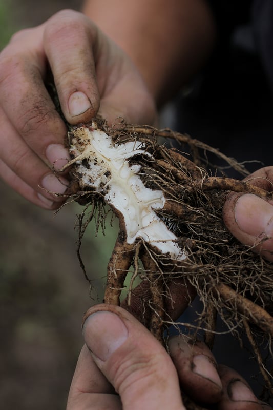 Hands harvesting organic elecampane root in the Pacific Northwest