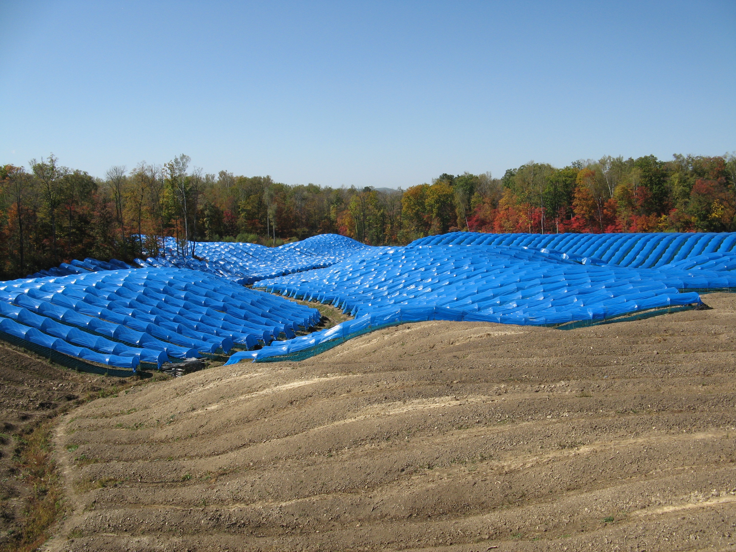 Hoop houses made from blue plastic shade red ginseng in a field in China