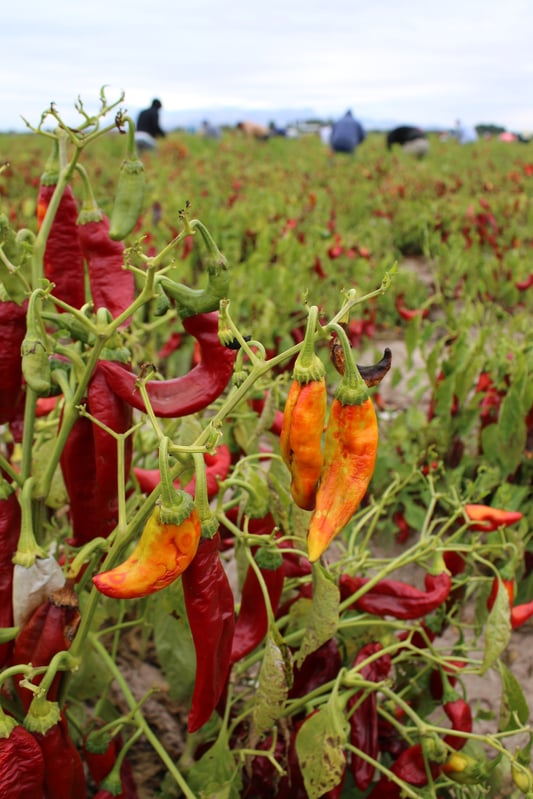 Red and orange peppers growing in a field with workers harvesting in the background.