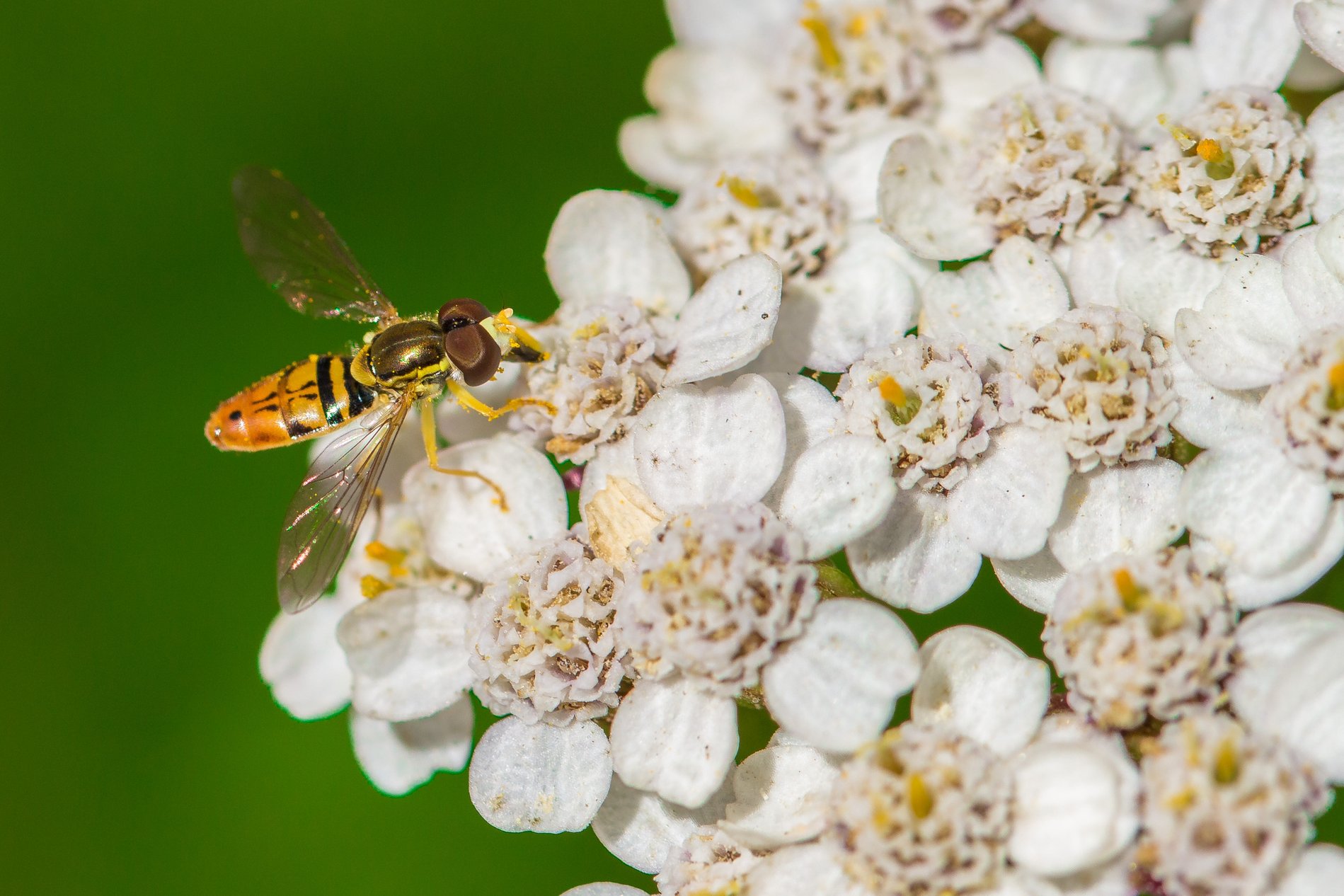 Mountain Rose River Project: Native Plant Nursery