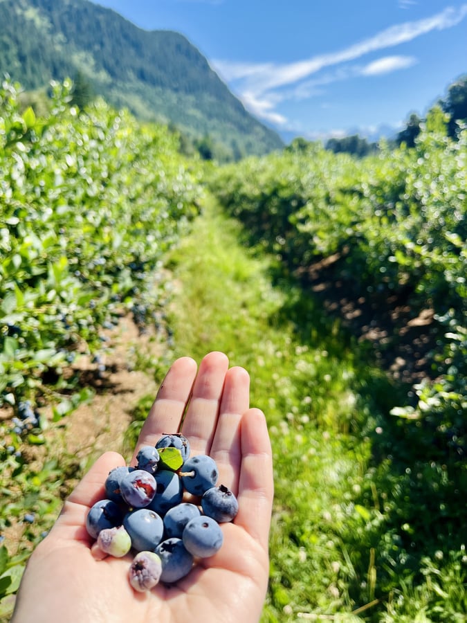 Hand holding blueberries in a blueberry patch