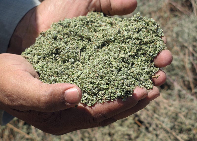Farm Stories: Sourcing Egyptian Herbs
