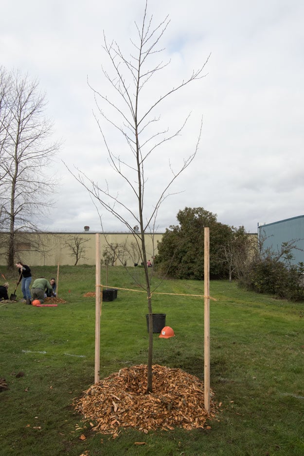 Mountain Rose Herbs Partners with Friends of Trees