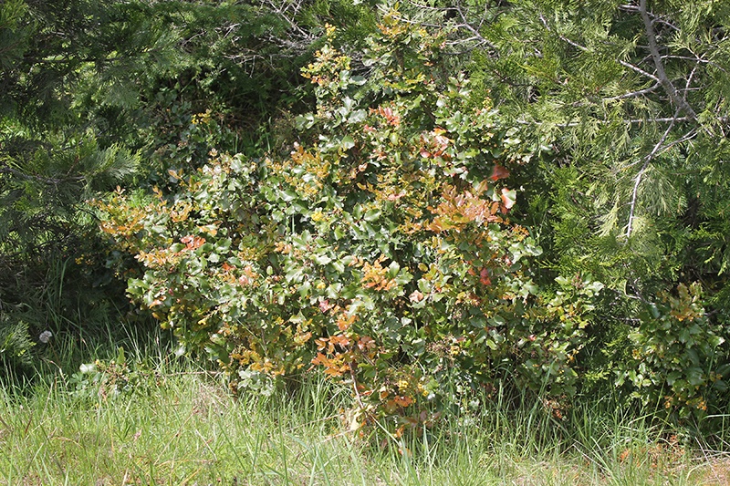 Mountain Rose Herbs - Oregon Grape Root