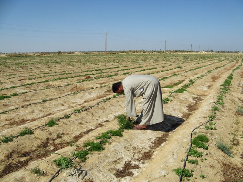 Farm Stories: Sourcing Egyptian Herbs