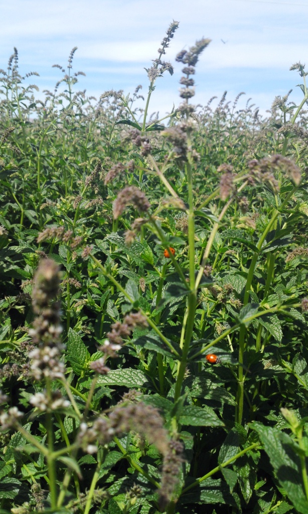 Organic Mint Field 