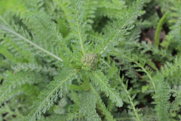 Native Plant Project