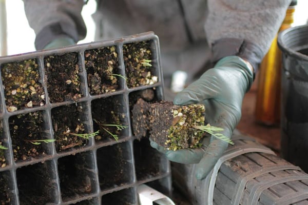 Native Plant Project